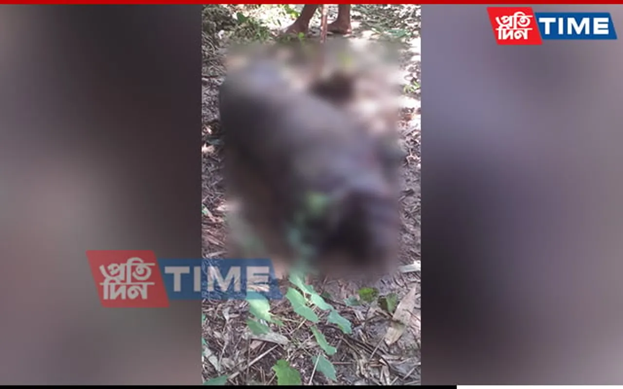 Swine Fever Outbreak Continues in Assam’s Golaghat 