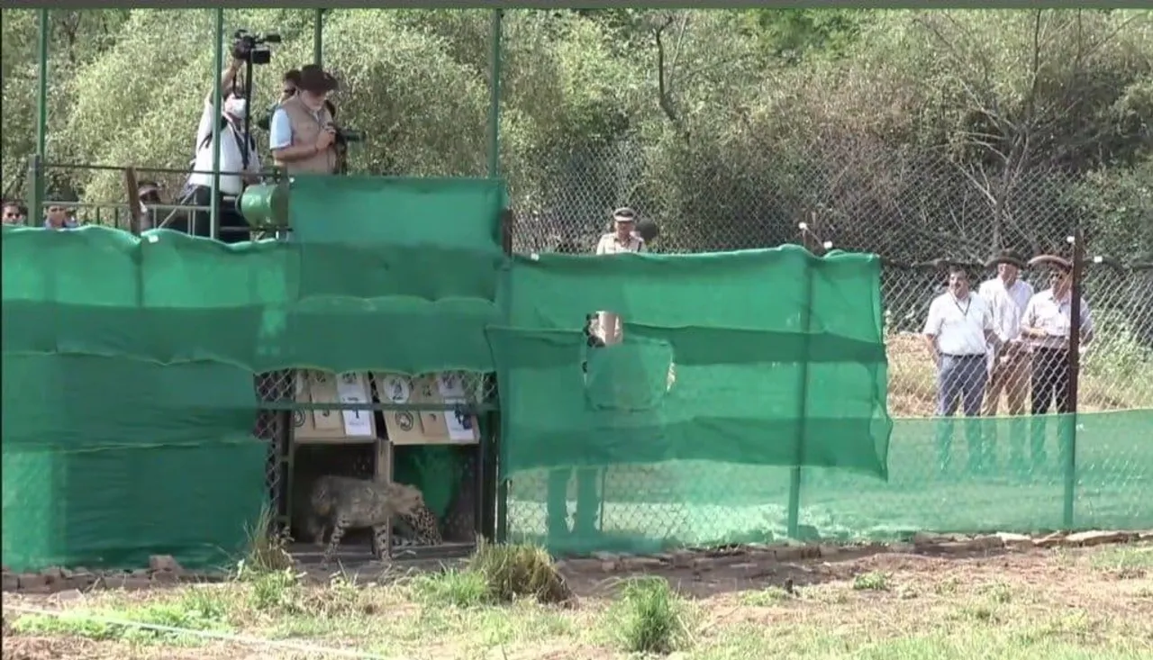 PM Modi Releases 8 Cheetahs Into Kuno National Park In MP 