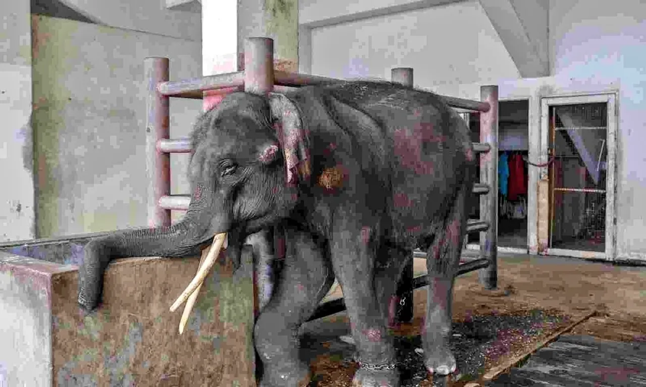 Assam Govt to Bring Back Tortured Jumbo 'Joymala' from Tamil Nadu