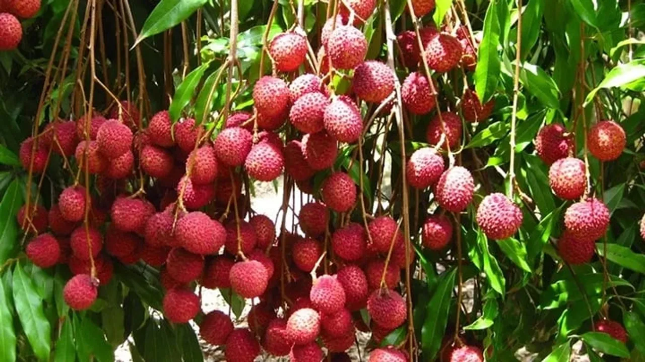 PM Modi Praises Tezpur Litchis, Thanks CM Himanta for Sending