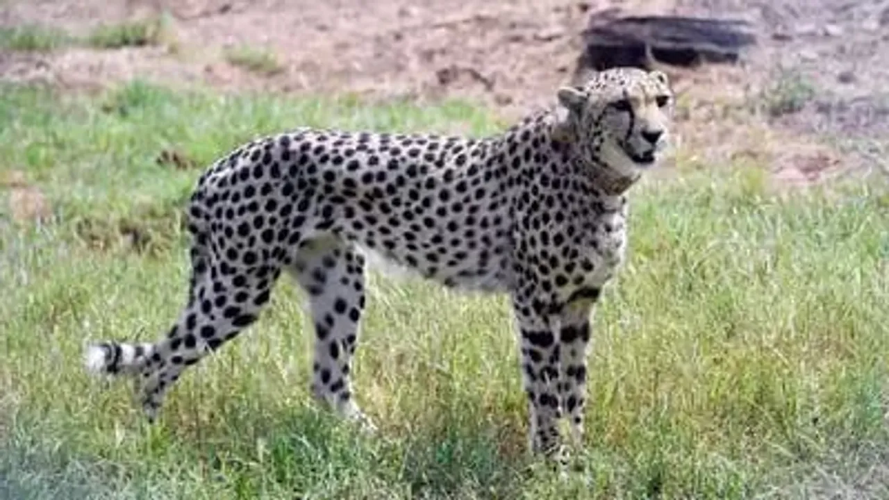 'Super Sniffer' Dog Squad to Protect Namibian Cheetahs From Poaching 