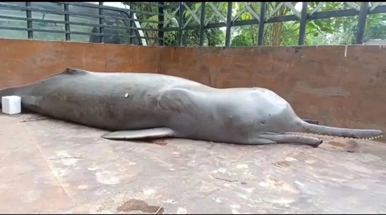 Gangetic Dolphin Carcass Found In Assam's Lakhimpur