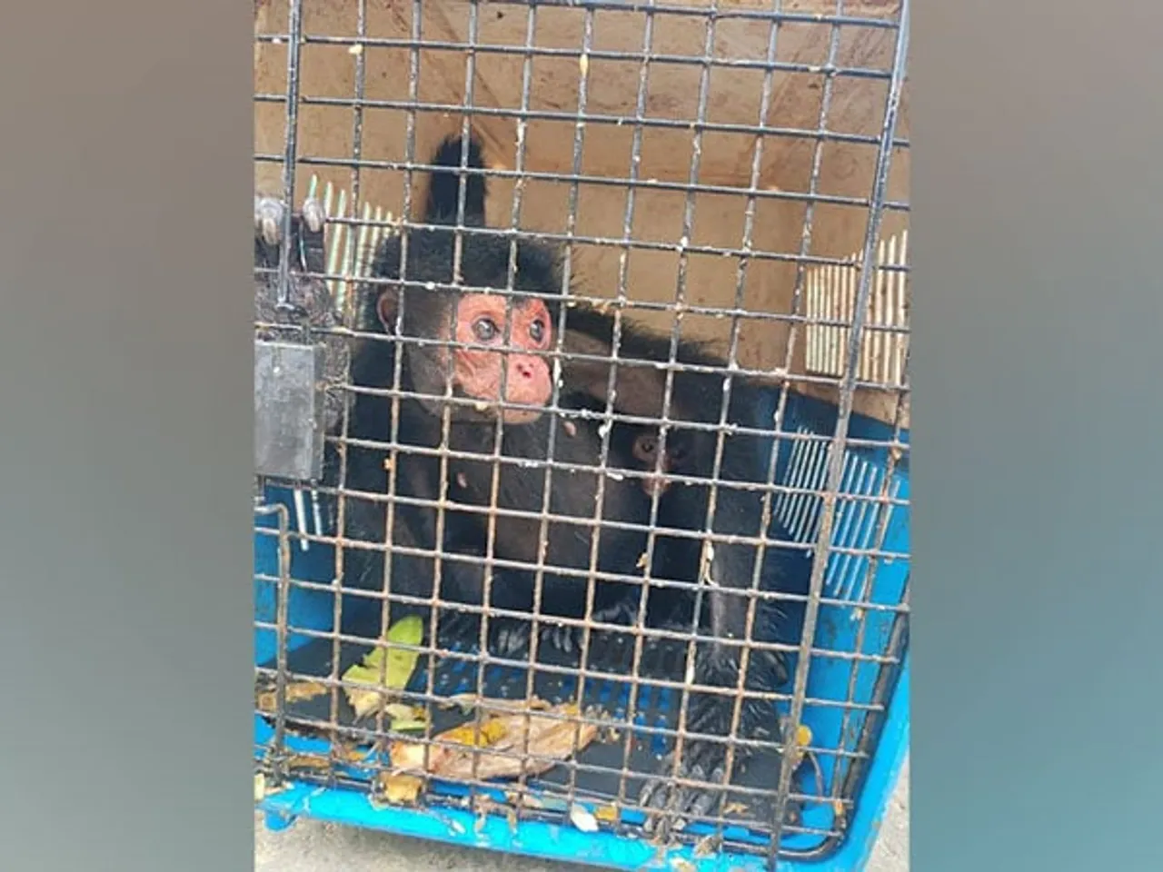 Three Exotic Wildlife Species Rescued In Mizoram