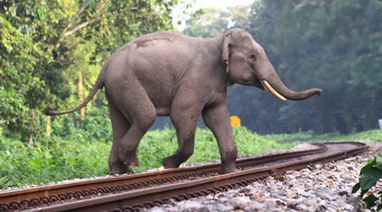 Jumbo Killed By Speeding Train In Assam's Lanka