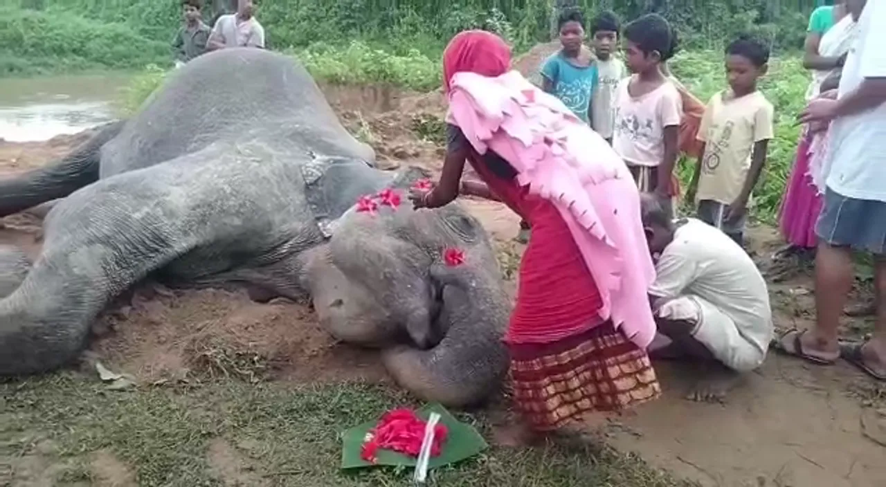 Assam: Elephant Carcass Recovered From River In Numaligarh