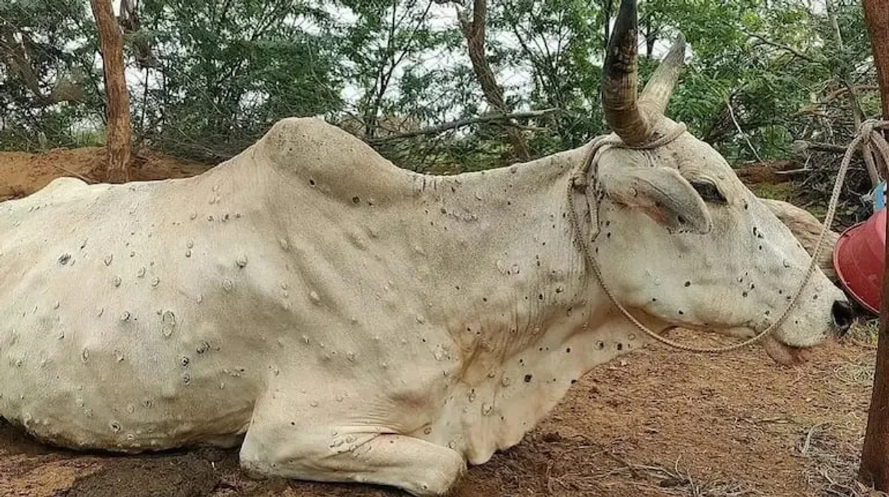 Over 67,000 Cattle Dead From 'Lumpy Skin Virus', Centre Starts Vaccination