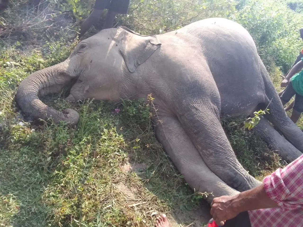Assam: Tusker Dies Of Electrocution at Sonari