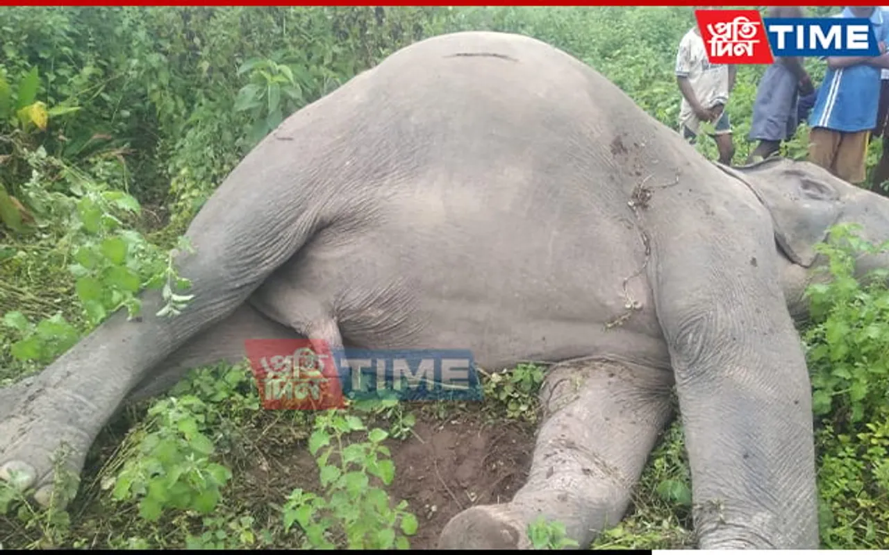 Assam: Jumbo Dies Of Electrocution In Gossaigaon