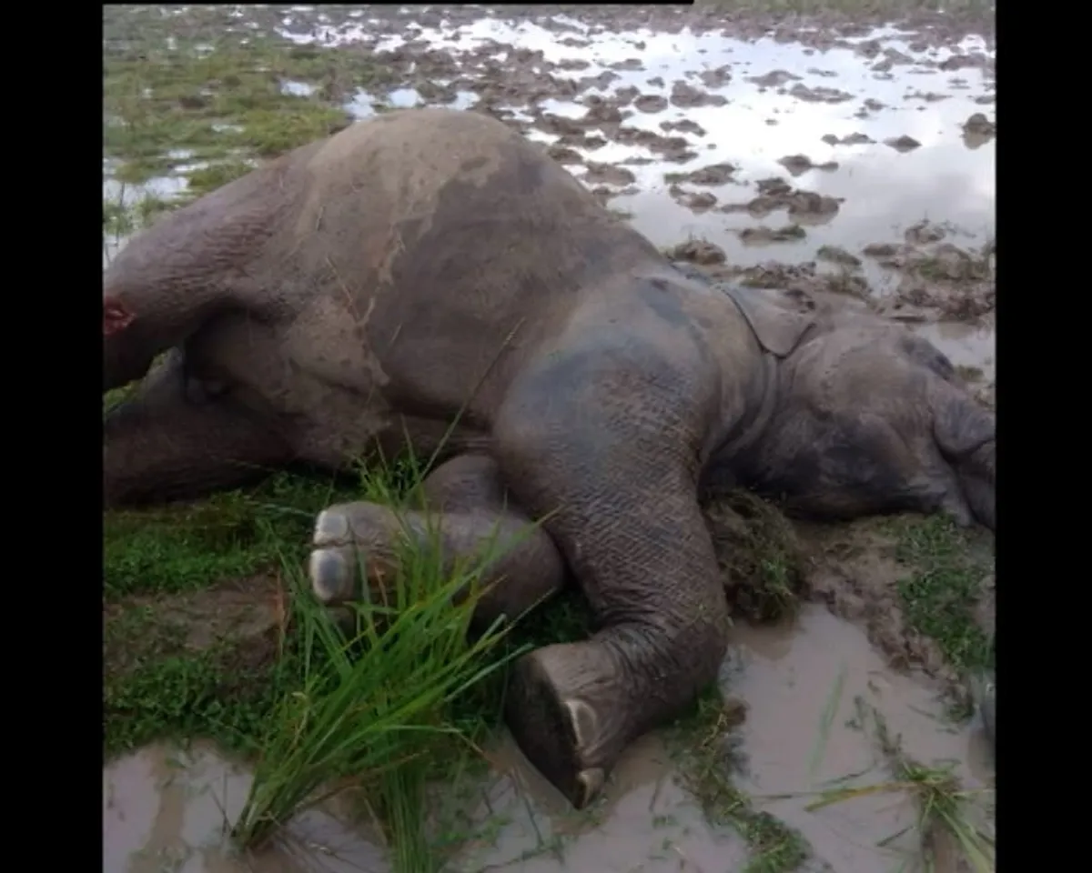 Assam: Carcass Of Wild Tusker Found At Rangjuli Field