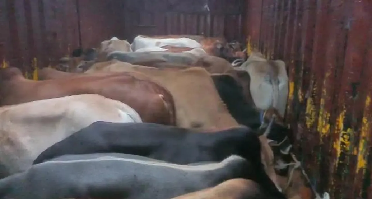 Assam Police Rescue 23 Cattle Heads From Truck In Nagaon