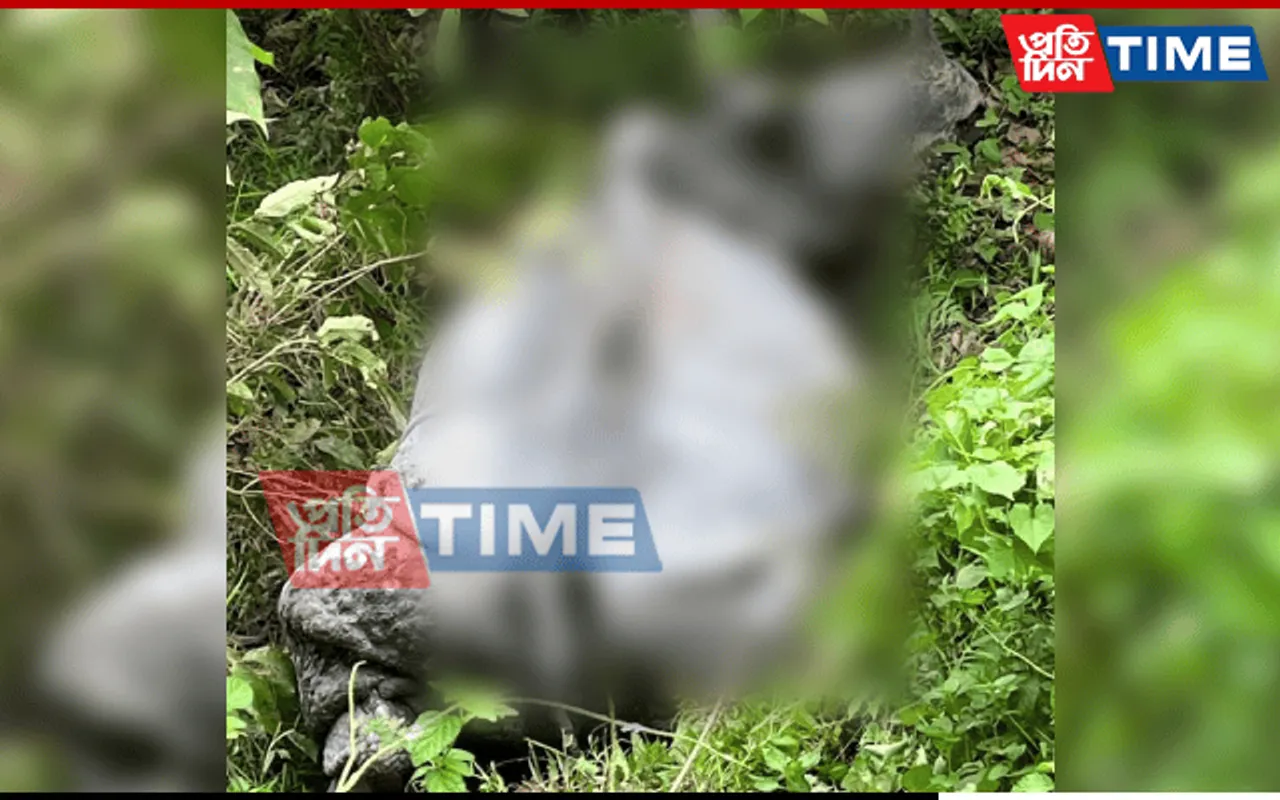 Rhino Carcass Found at Orang National Park in Assam