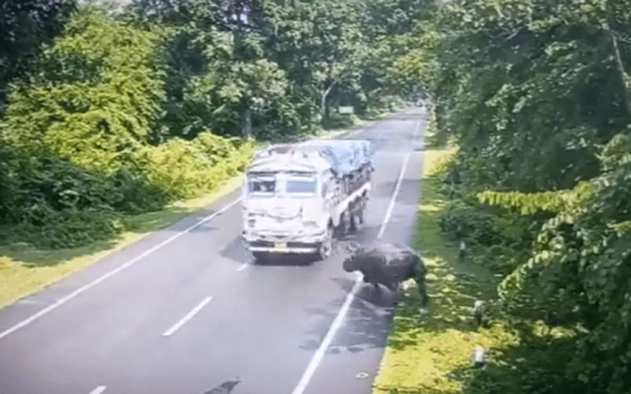 Assam CM Condemns Haldibari Incident Where Truck Hit Rhino