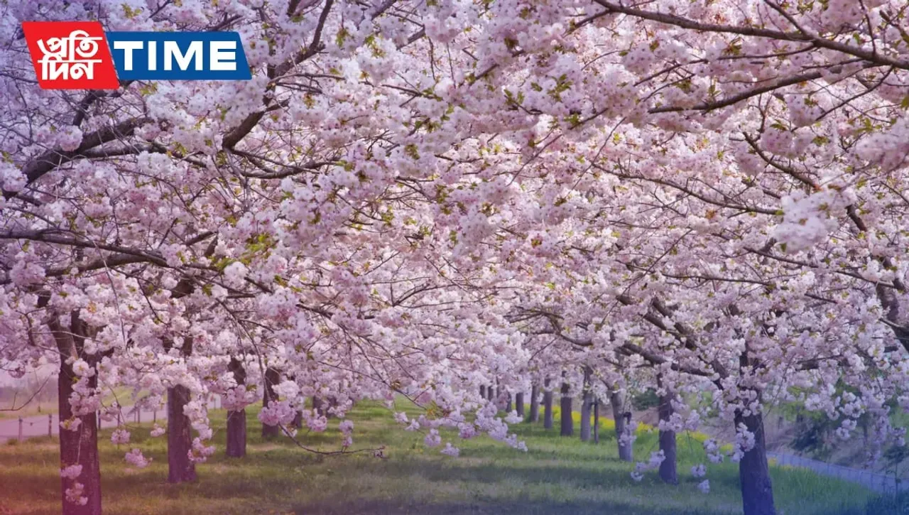 Shillong Cherry Blossom Festival 2022: All You Need To Know