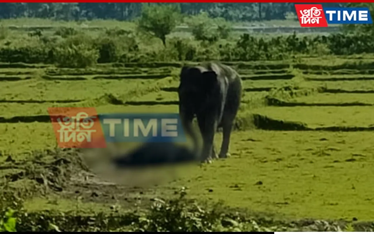 Assam: Grief-Stricken Mother Elephant Refuses To Leave Dead Calf's Side