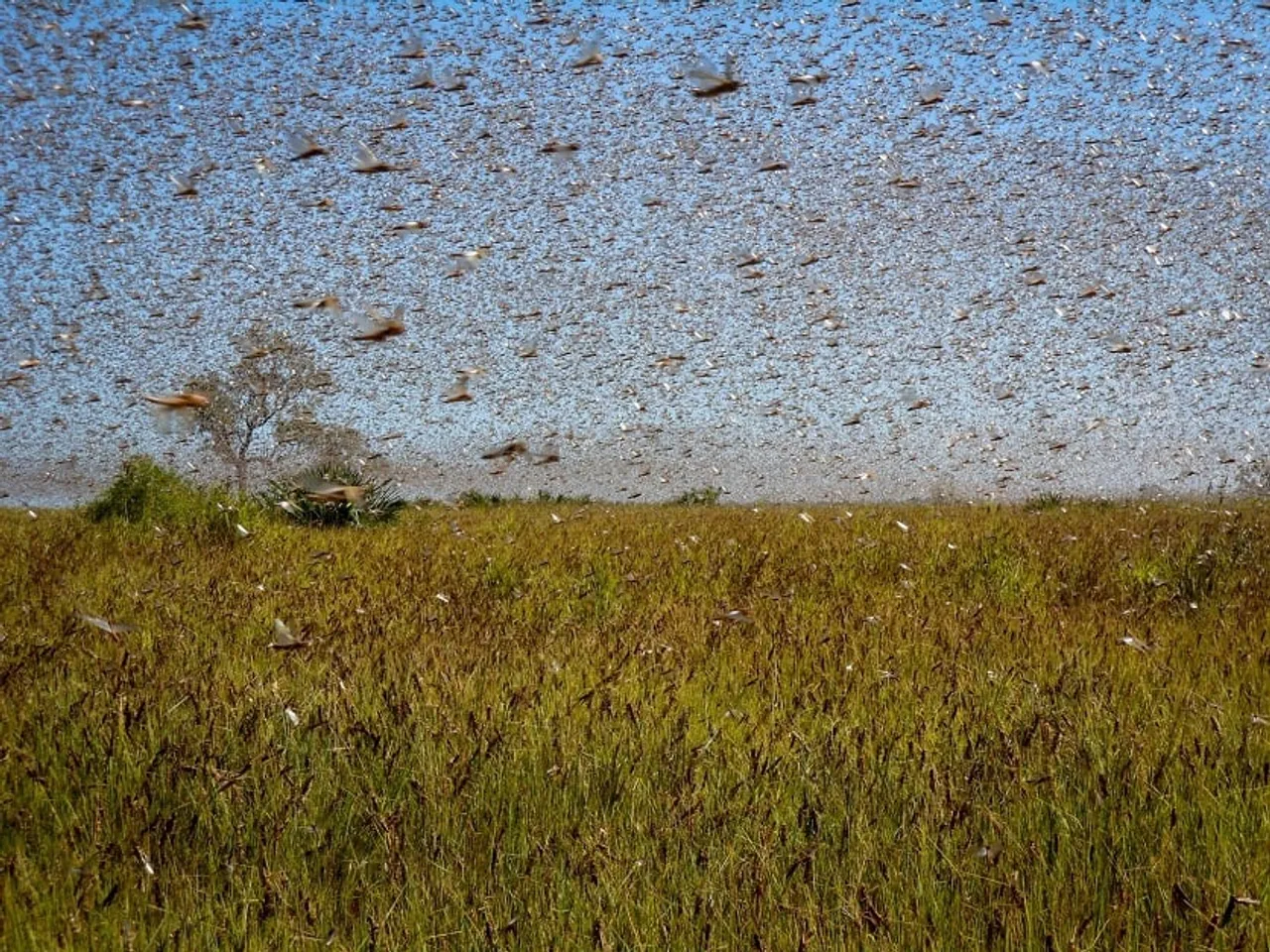 India Free from Swarms of Locusts: Survey