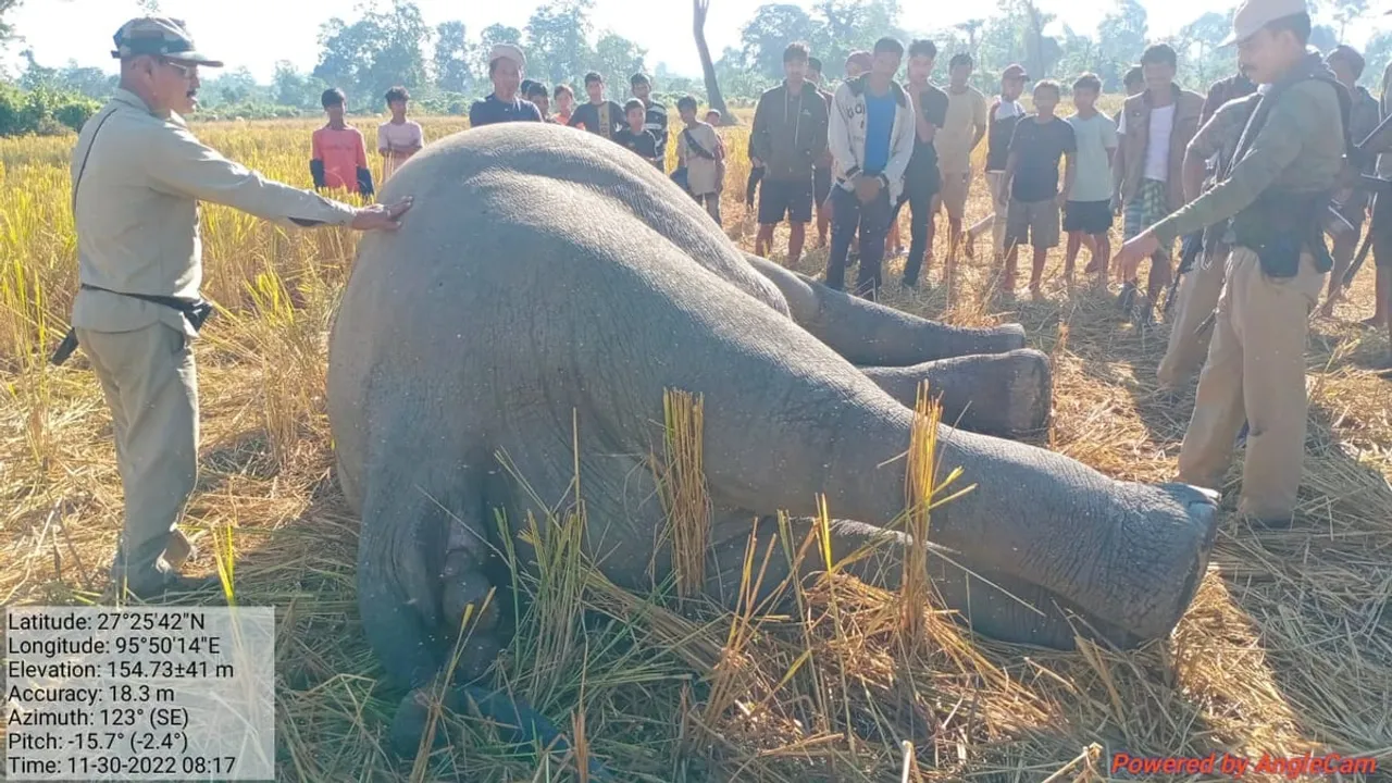 Adult Elephant Found Dead In Assam's Tinsukia