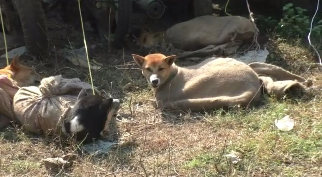 Assam Police Rescue 11 Dogs in Darrang