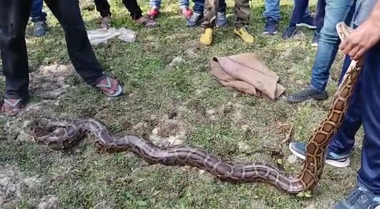 Assam: 7-Foot-Long Python Rescued, Released Into The Wild