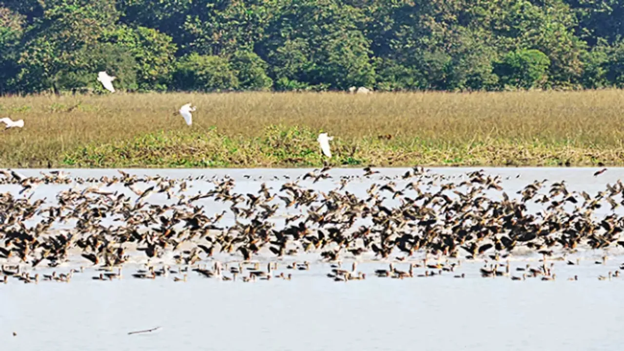 As Winter Sets In, Migratory Birds Start Arriving at Pobitora Wildlife Sanctuary In Assam