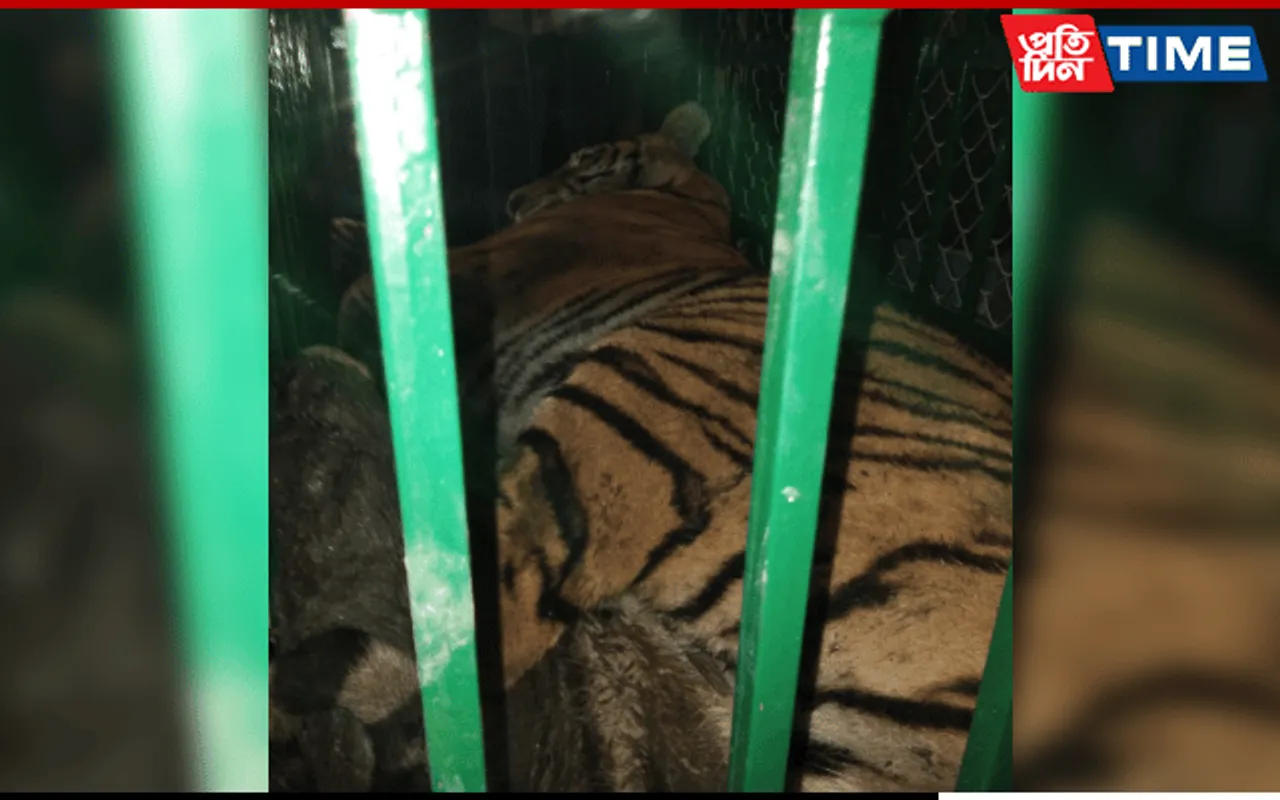 Strayed Tiger Rescued From Umananda Temple