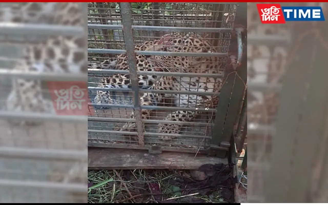 Assam: Leopard Rescued From Film Institute at Changsari
