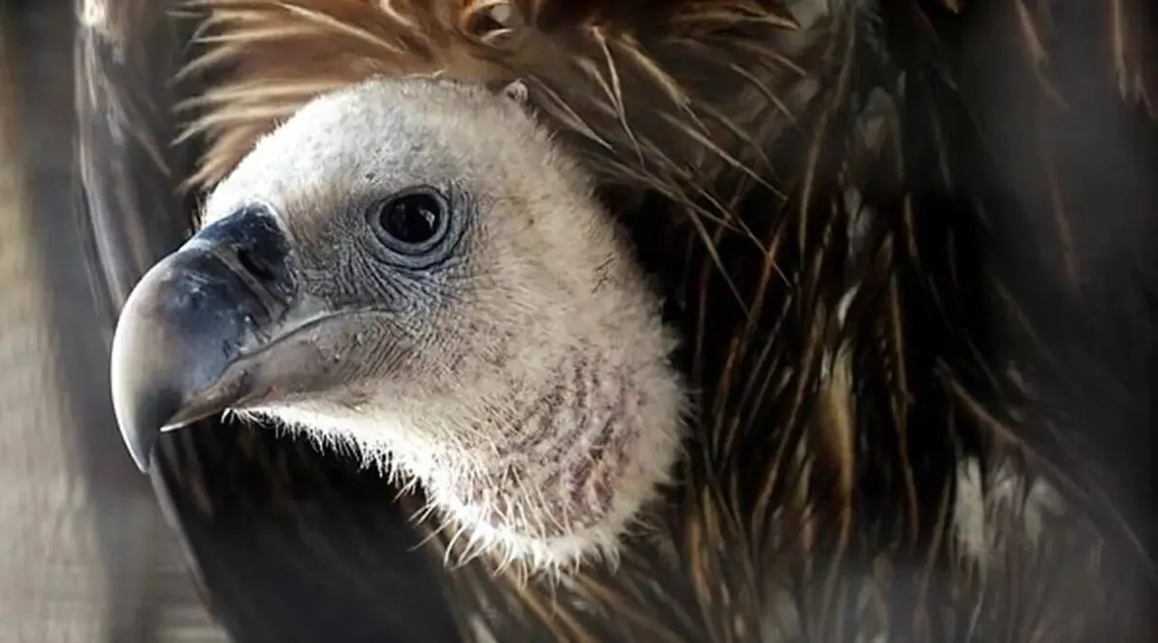 Assam: 25 Vultures Found Dead In Sivasagar; Eight More Critical