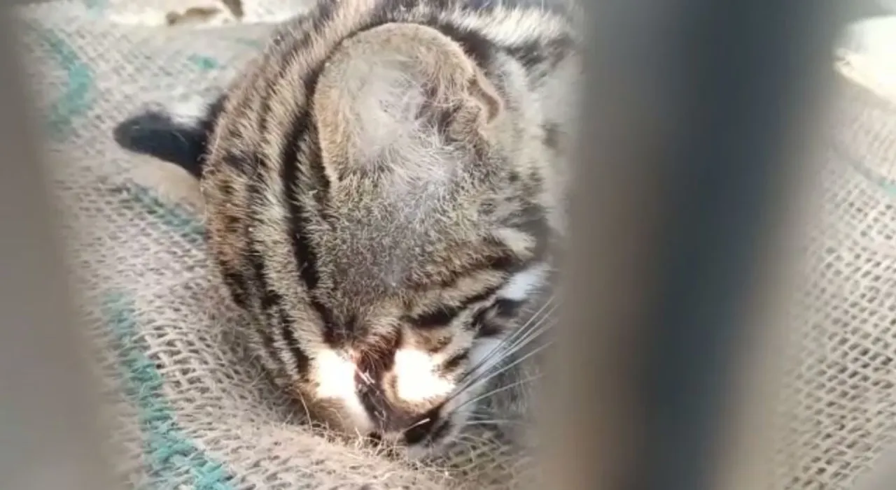 Leopard Cub Rescued in Guwahati