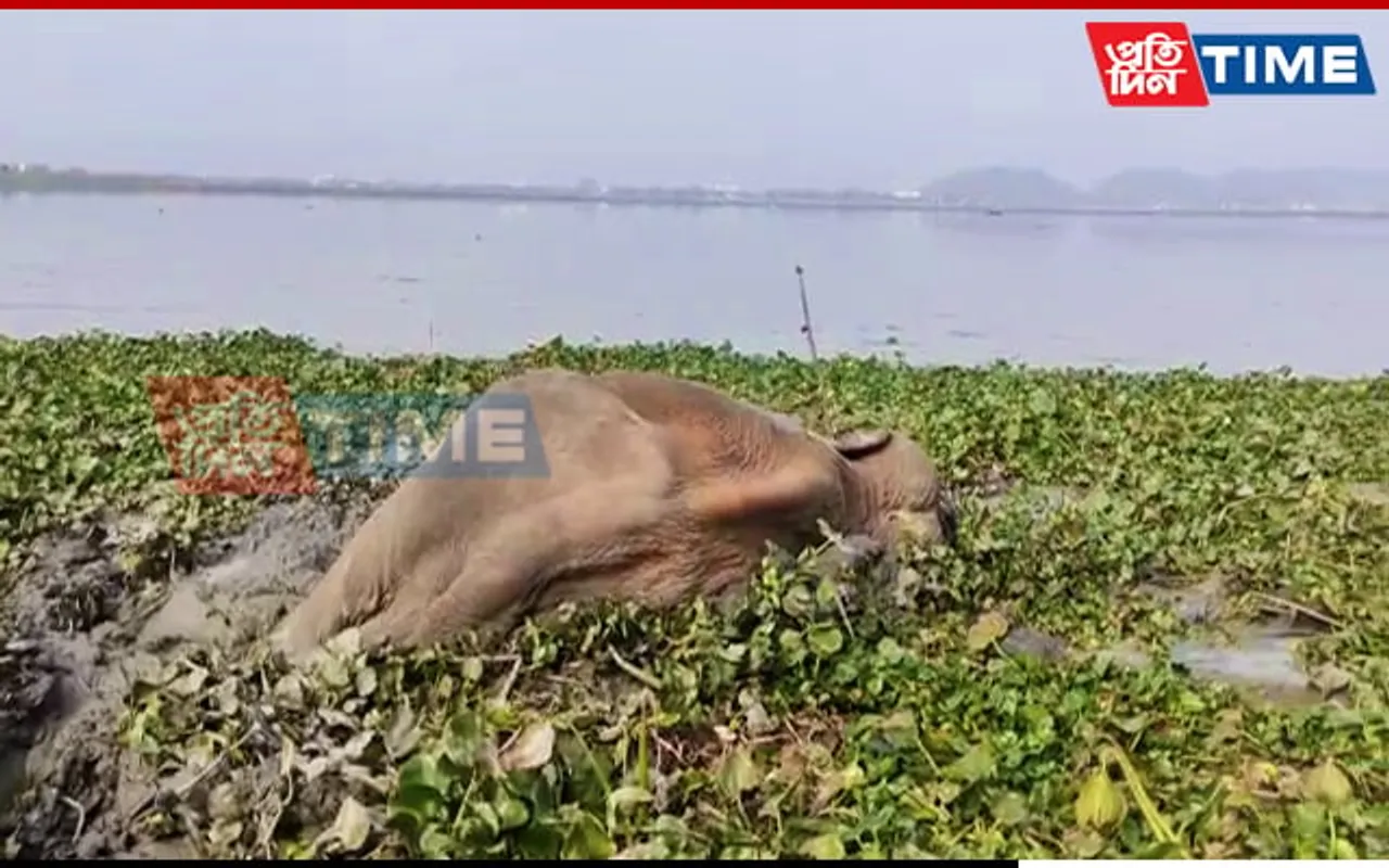Jumbo Found Dead at Deepor Beel In Guwahati