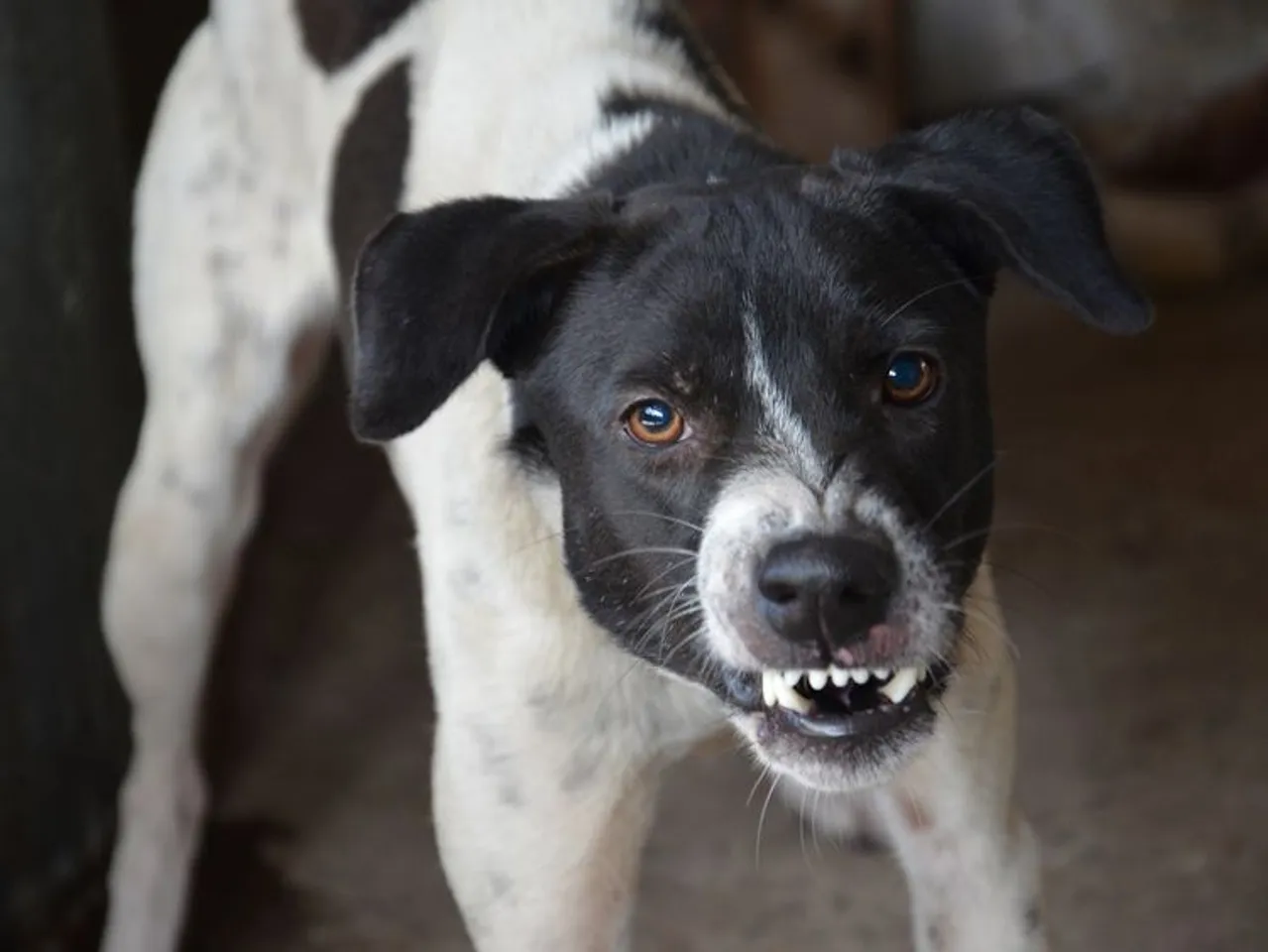 Stray Dog Beaten To Death After It Bites Over 80 People In Bihar