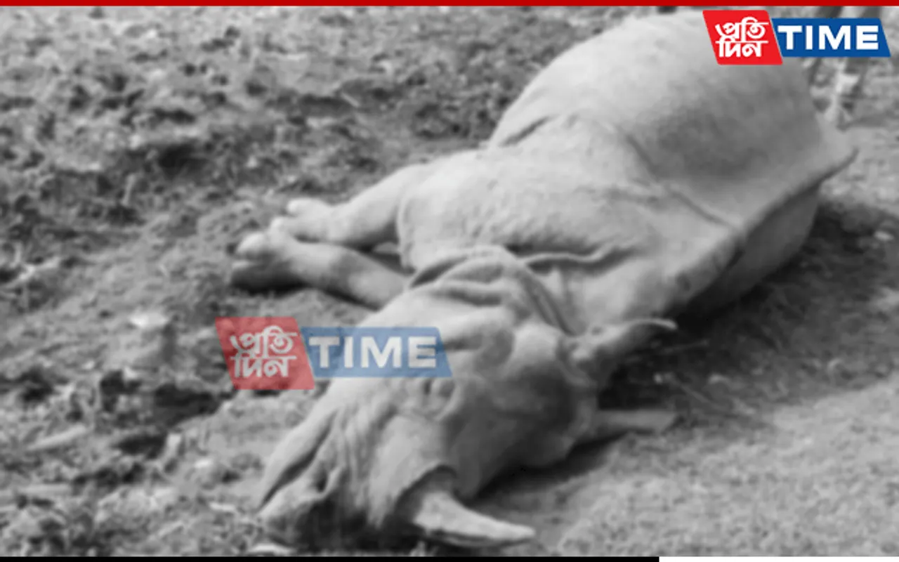 Assam: Rhino Carcass Found In Manas National Park