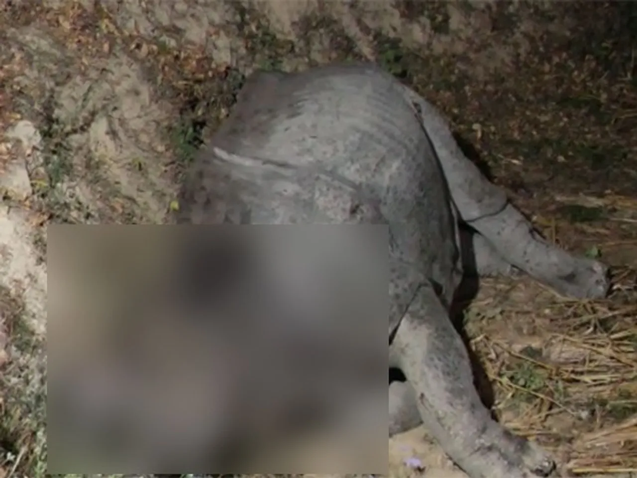 Rhino Found Dead In Assam's Golaghat