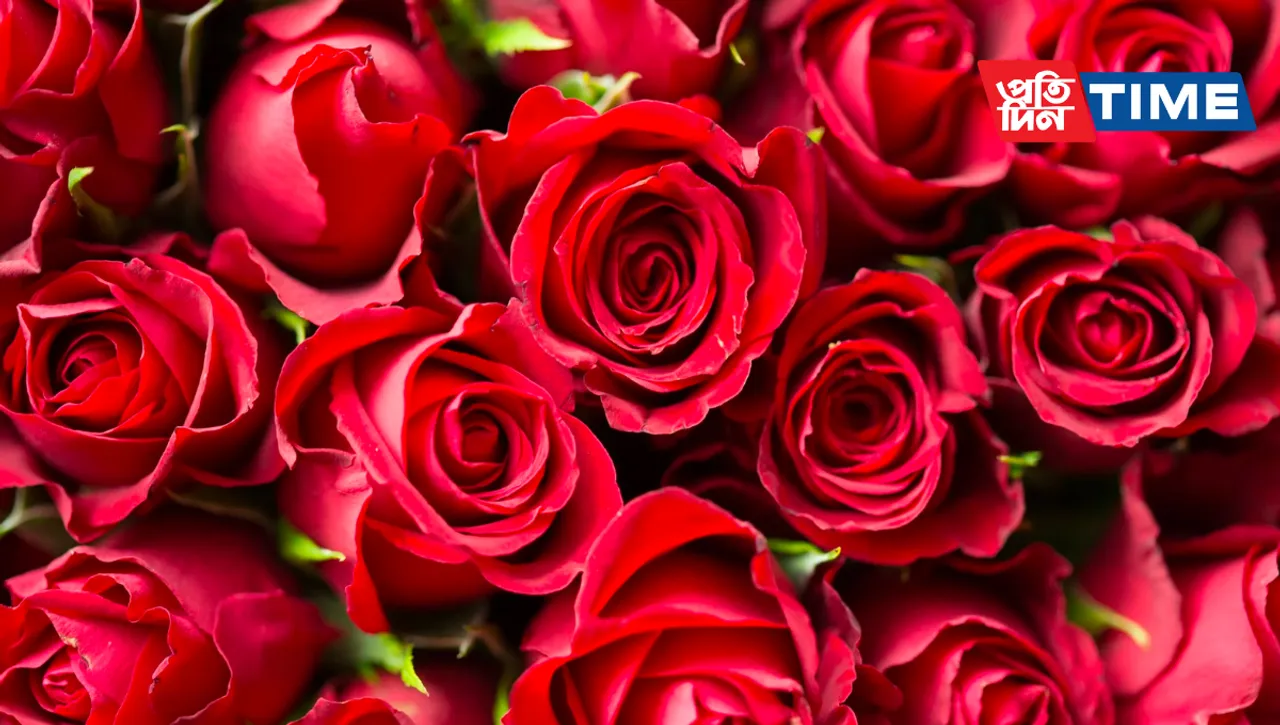 Rose Day 2023: See Date, Wishes, Quotes, Greetings, Valentine's Week 2023
