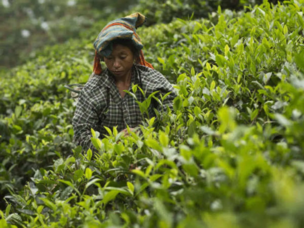 Assam: SC Orders To Clear Rs 650 Cr Dues To Workers Of 25 Tea Gardens