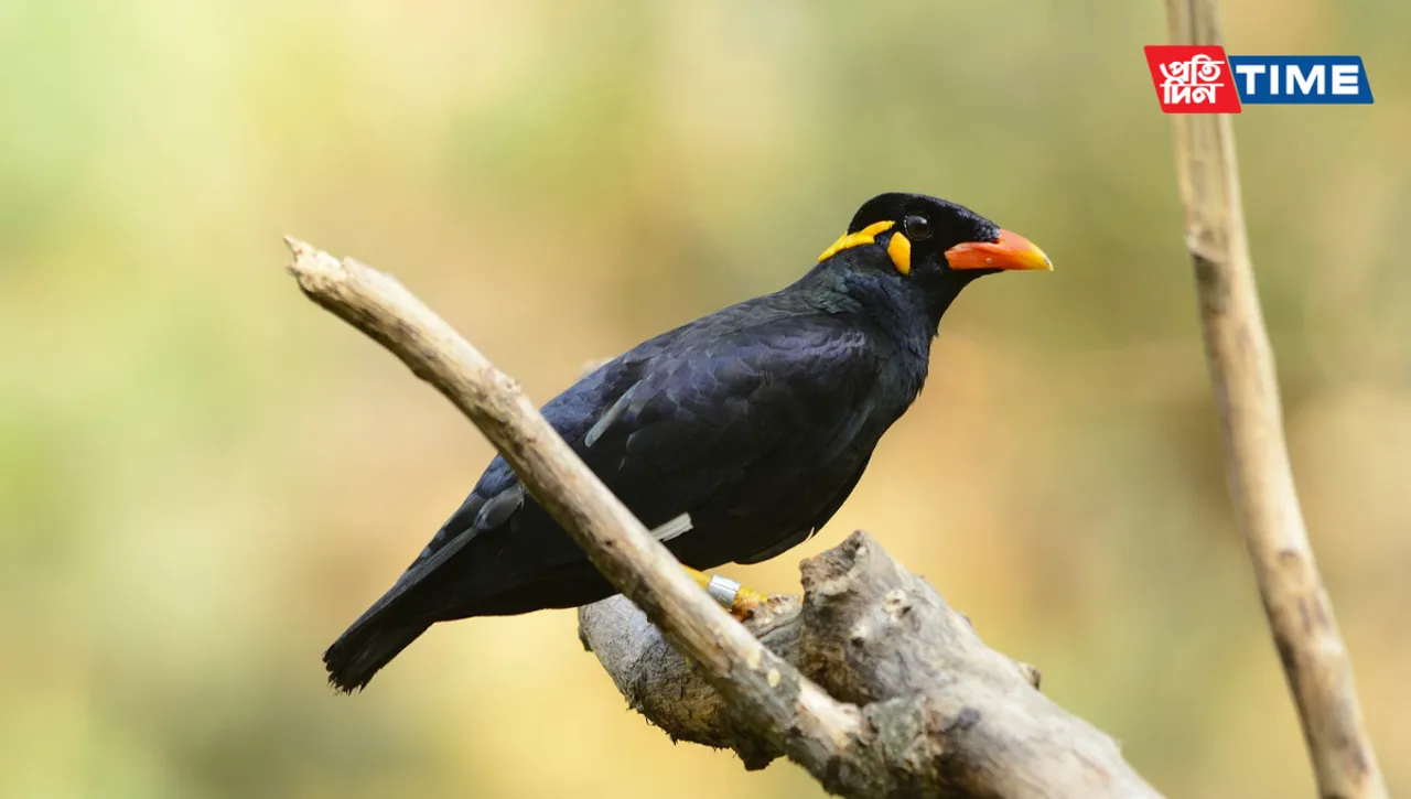 State Symbols of Meghalaya