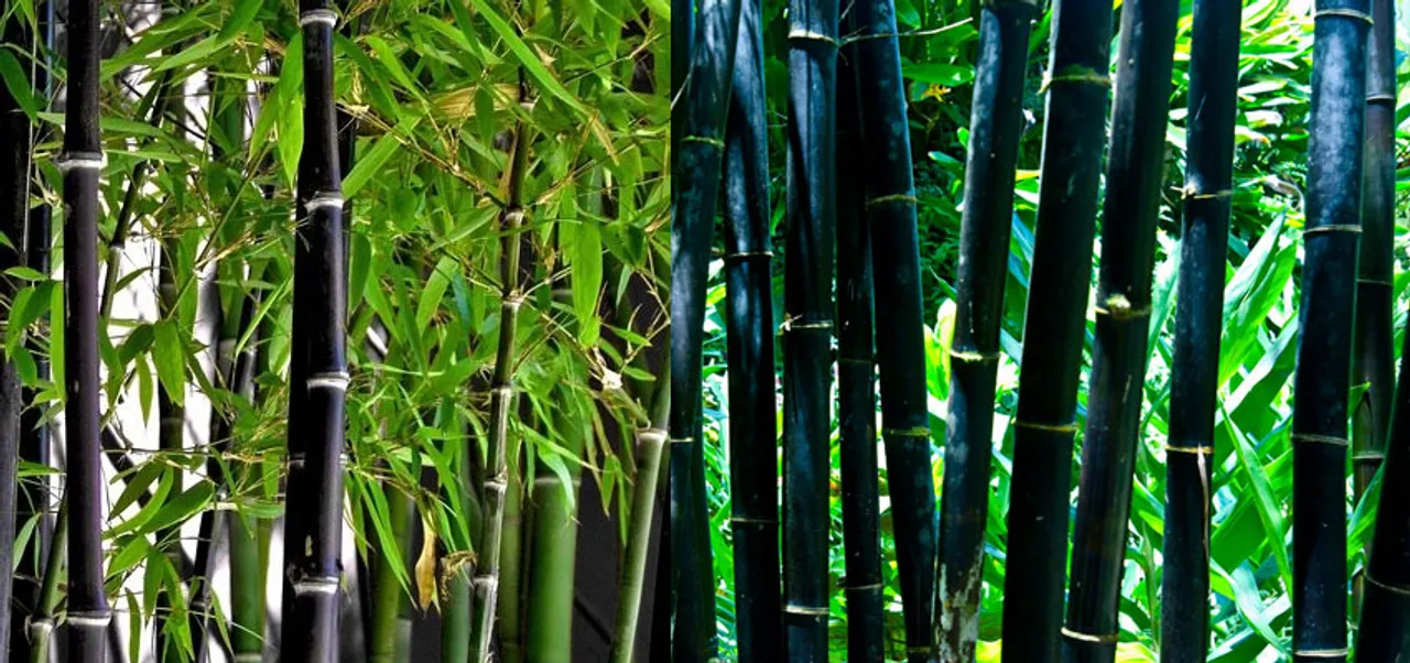 60 Lakhs Bamboo Nurseries to be Set Up in Assam