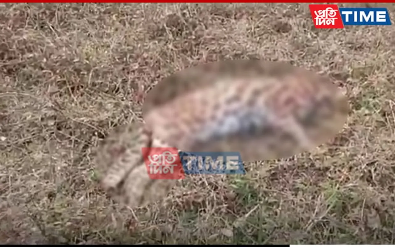 Assam: Leopard Found Dead In Mariani