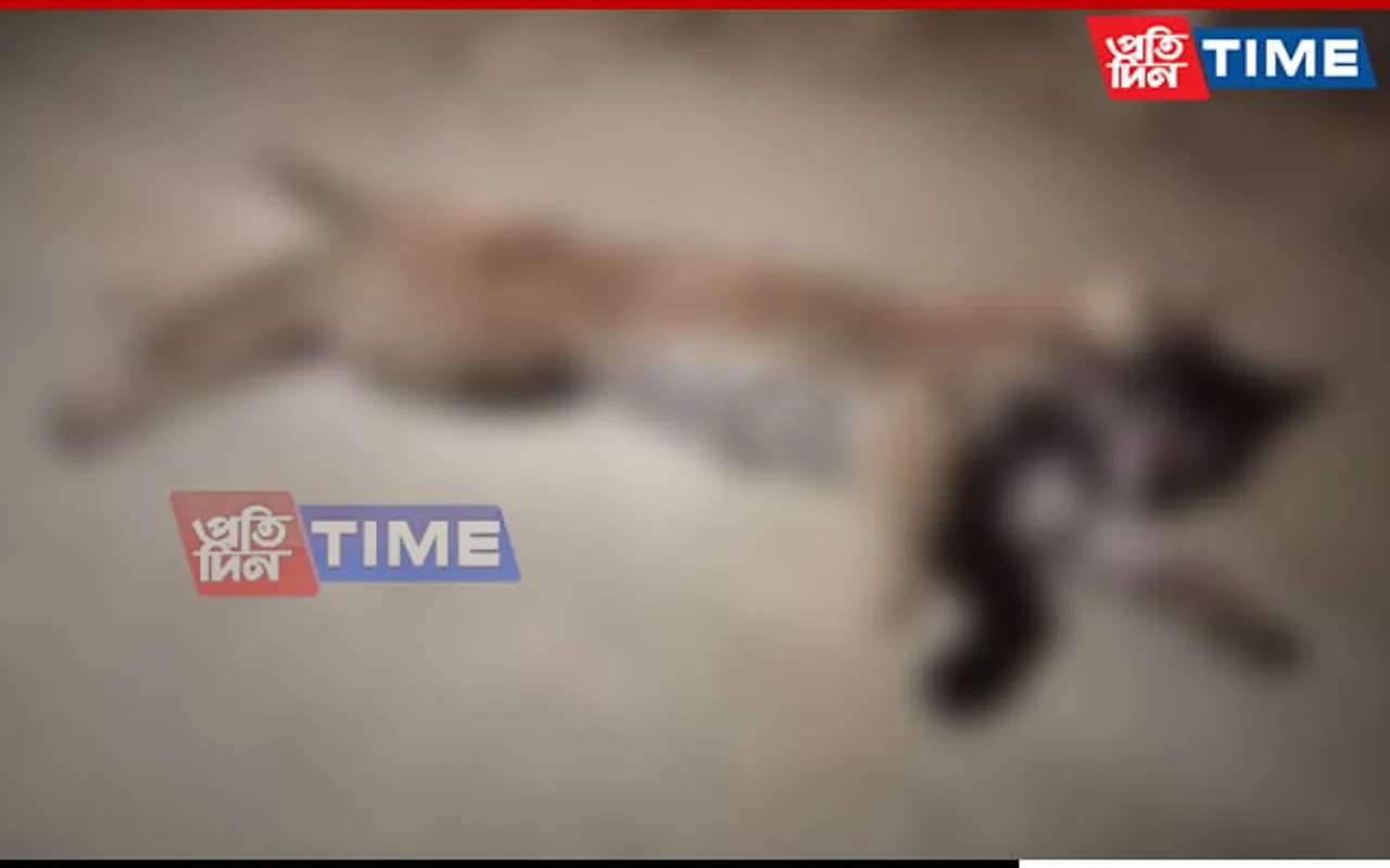 Leopard Dies After Being Hit by Car in Assam’s Nagaon