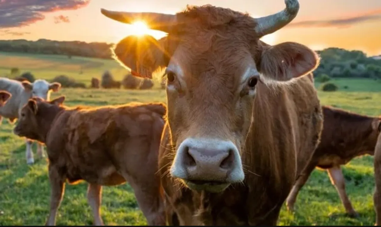 ‘Cow Hug Day’ Appeal on Feb 14 Withdrawn by Animal Welfare Board
