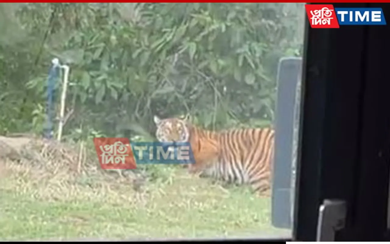 Tiger Spotted in Assam’s Kaliabor, Fear Grips Residents