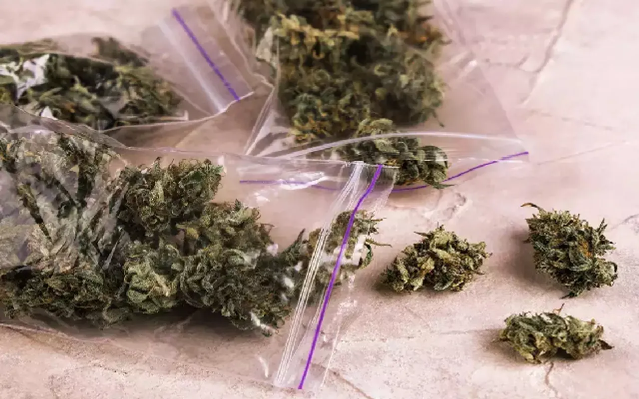 Assam: Large Consignment of Marijuana Seized in Raha