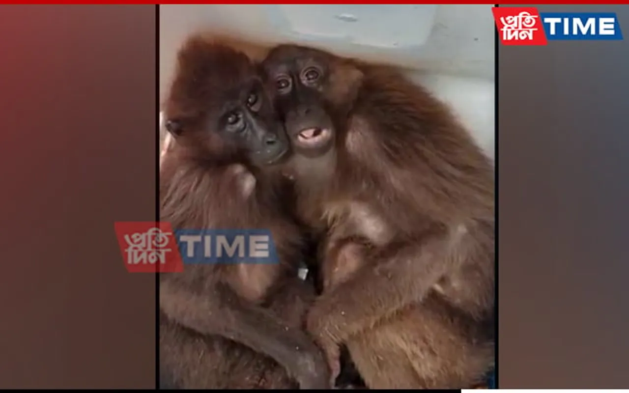 Assam: 2 Arrested in Bokajan for Illegally Transporting Exotic Monkeys