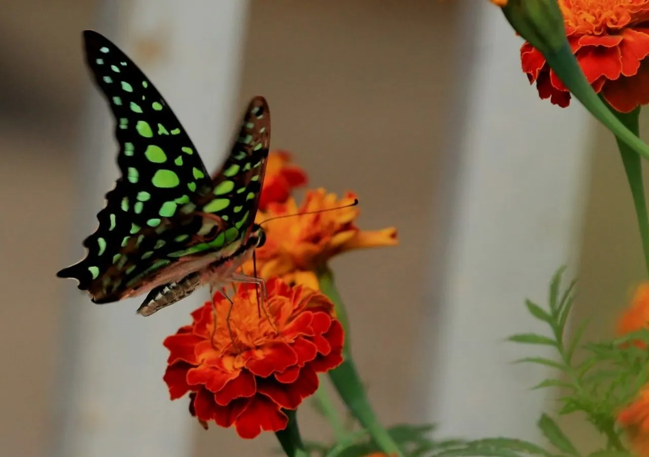 Tripura’s Lone Butterfly Park Now A Major Tourist Attraction