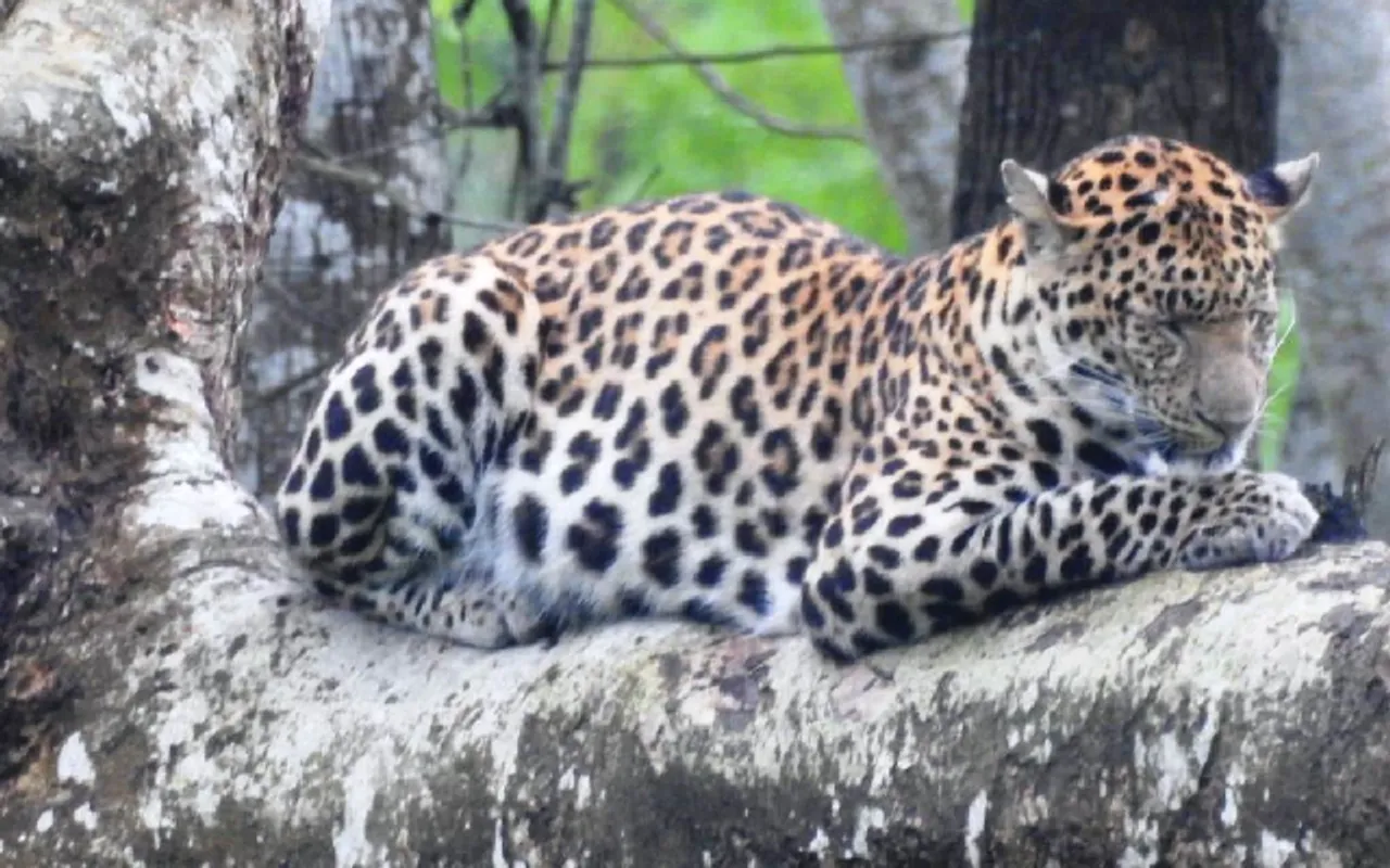 Residents in Panic as Leopard Kills Livestock Near Kaziranga National Park