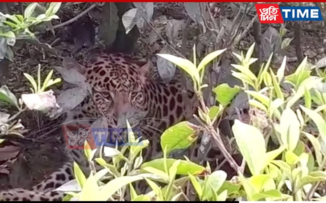 Assam: Injured Leopard Spotted in Doom Dooma, Fear Grips Tea Workers