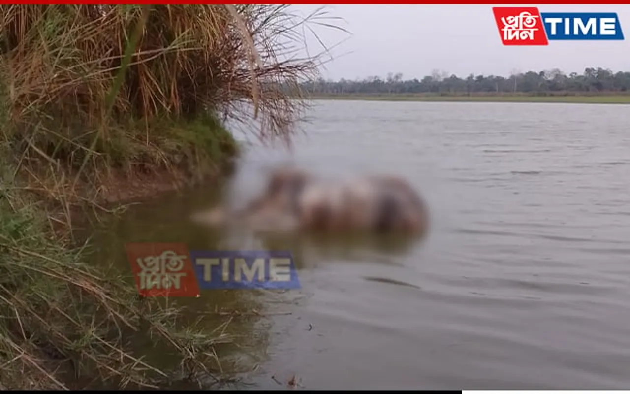 Assam: Kaziranga Reports Year's 1st Rhino Poaching Case