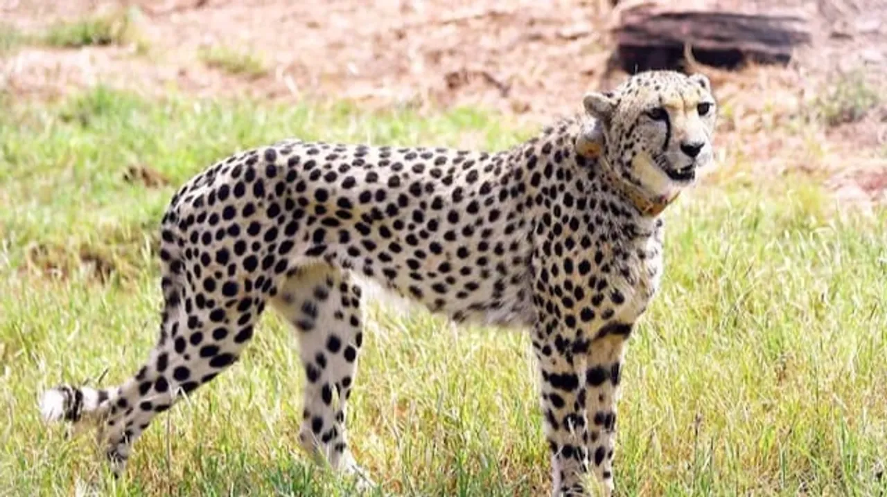 Another Namibian Cheetah Dies at Kuno National Park
