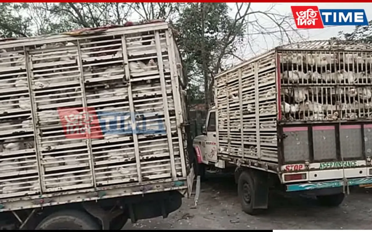 Assam: Vans Smuggling Broilers Seized in Srirampur