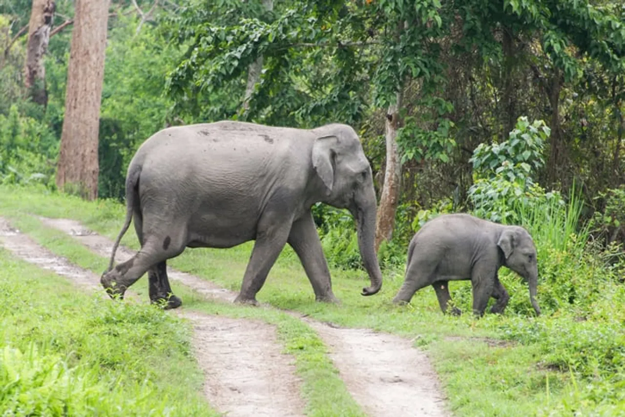 Gauhati HC Directs Forest Dept to File Report on Amchang Wildlife Sanctuary’s Border Issue