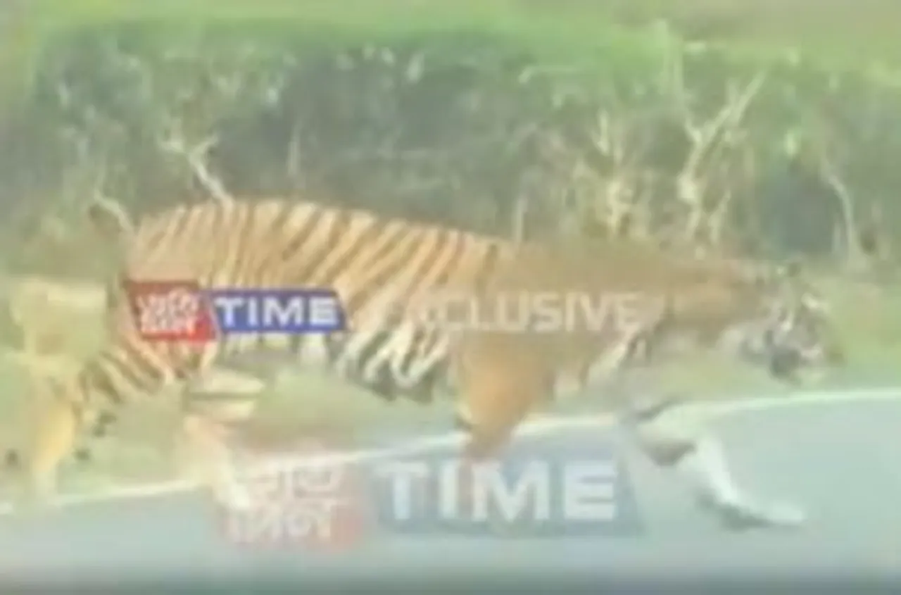 Assam: Section 144 Imposed in Kaliabor over Tiger Threat