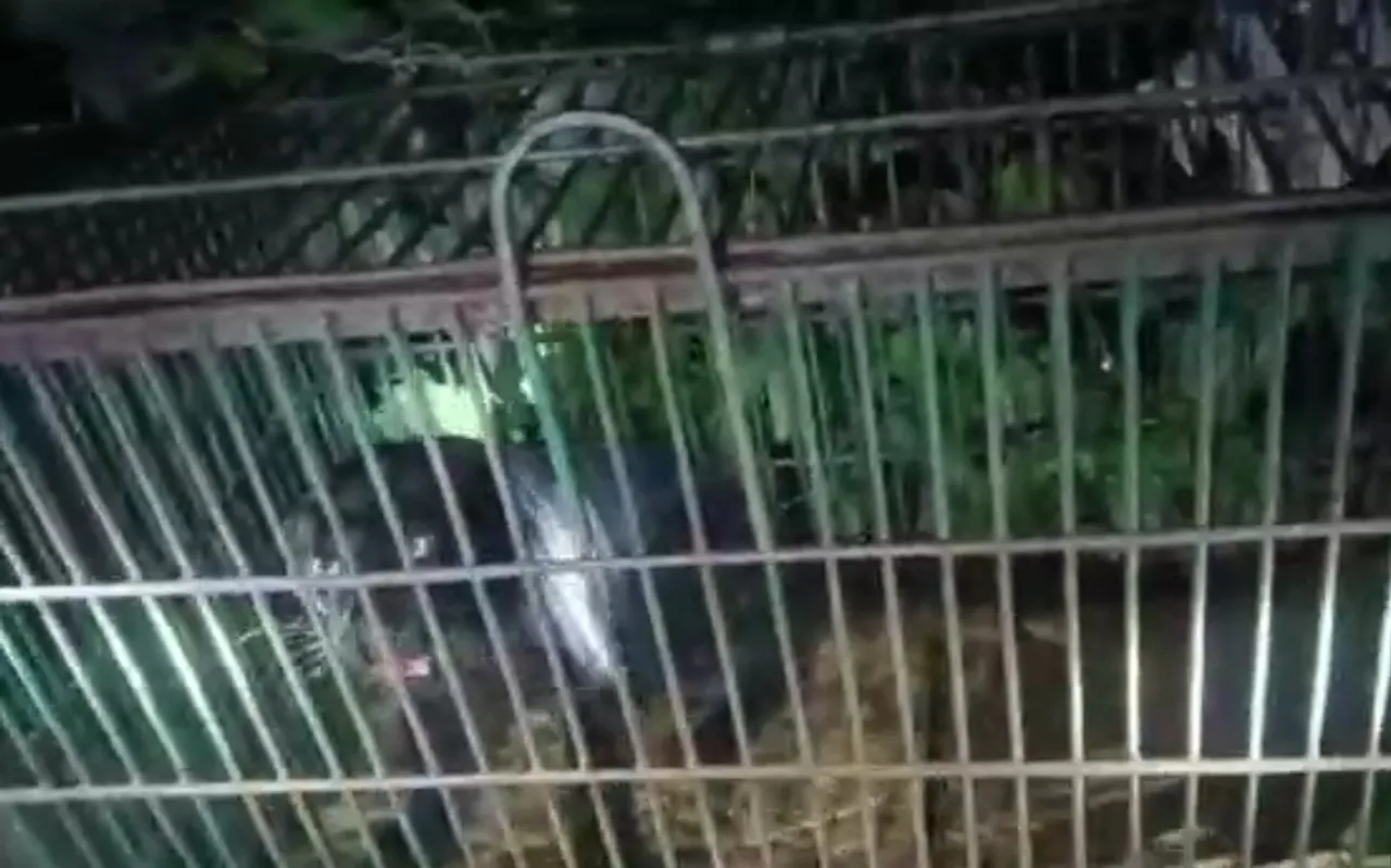 Assam: Black Panther Causing Nuisance Caged in Dibrugarh